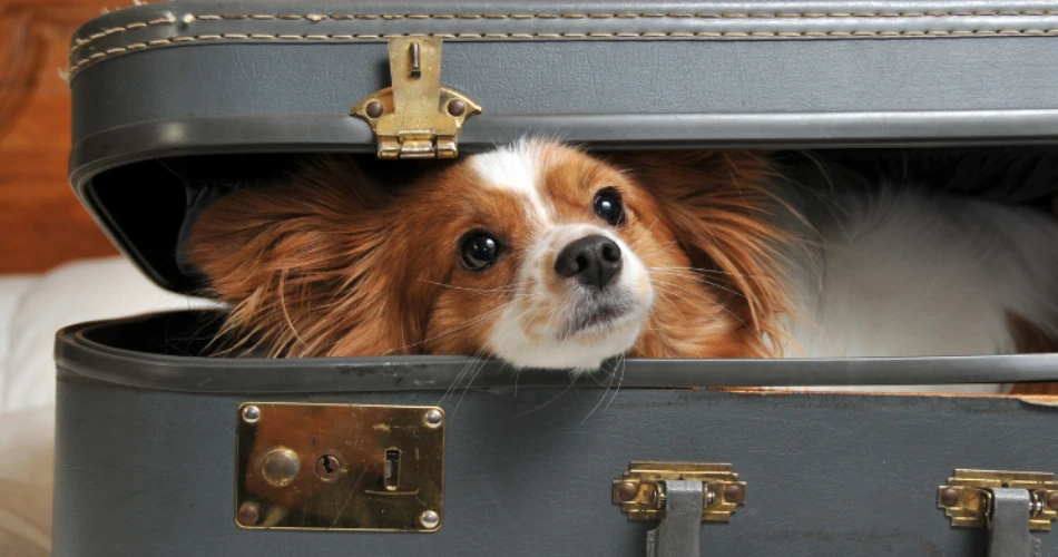 Pet-Friendly Hotels Near Stanford University: Traveling with Your Furry Friend
